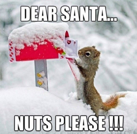 The Squirrel wants nuts Merry Christmas Meme | Love to Sing
