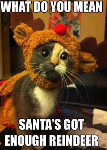 Cat dressed as a Reindeer Merry Christmas Meme | Love to Sing