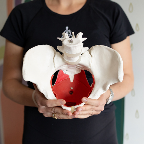 Pelvic floor anatomy