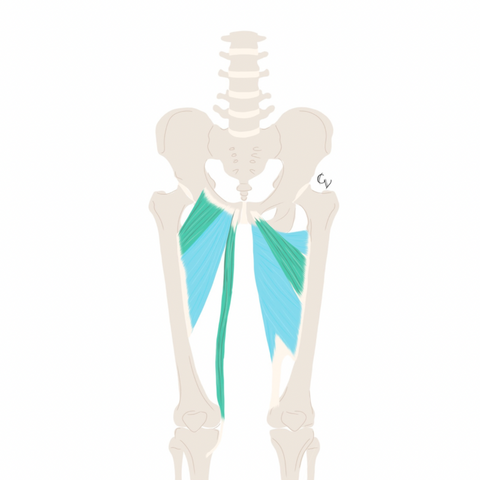 Adductors and pubic symphysis pain