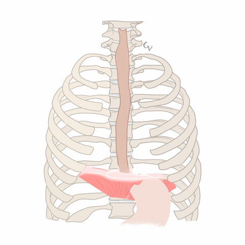 Esophagus traveling through diaphragm to stomach