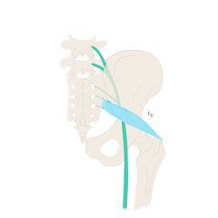 Piriformis muscle and sciatic nerve drawing