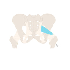 piriformis