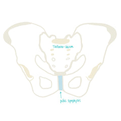 sacrum and pelvis