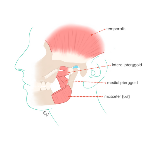 Muscles of the jaw