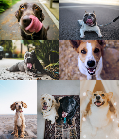 Happy Dogs
