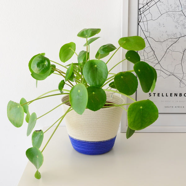 Planter Basket - Blue Block