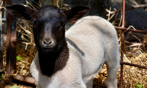 Ethical Farmers Dorper lamb grown near Tamworth, NSW. 