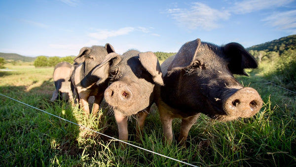 Pigs on the farm