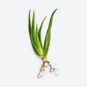 Aloe Vera image