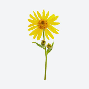 Arnica image