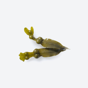 Bladderwrack image