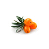 Sea Buckthorn