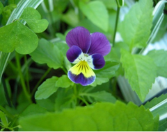 Heartsease Flower from Ireland