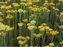 Immortelle from Ireland