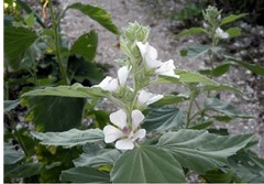 Marshmallow plant from Ireland