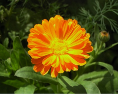 Calendula: plant from Ireland