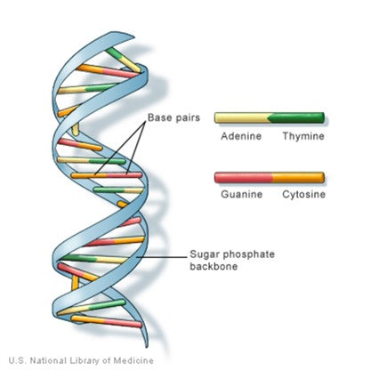 DNA Illustrastration