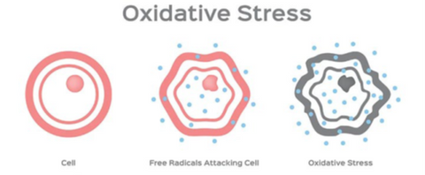 graphique du stress oxydatif