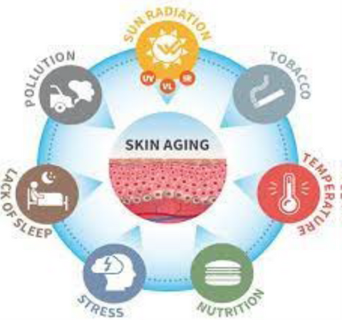 Skin aging and the causes