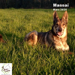 massai - sens canin -