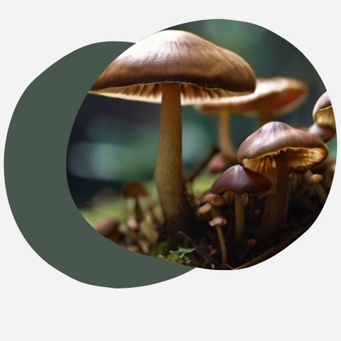 Psilocybe Natalensis