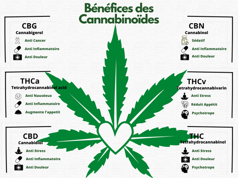 tableau cbd molécules CBD CBN CBG