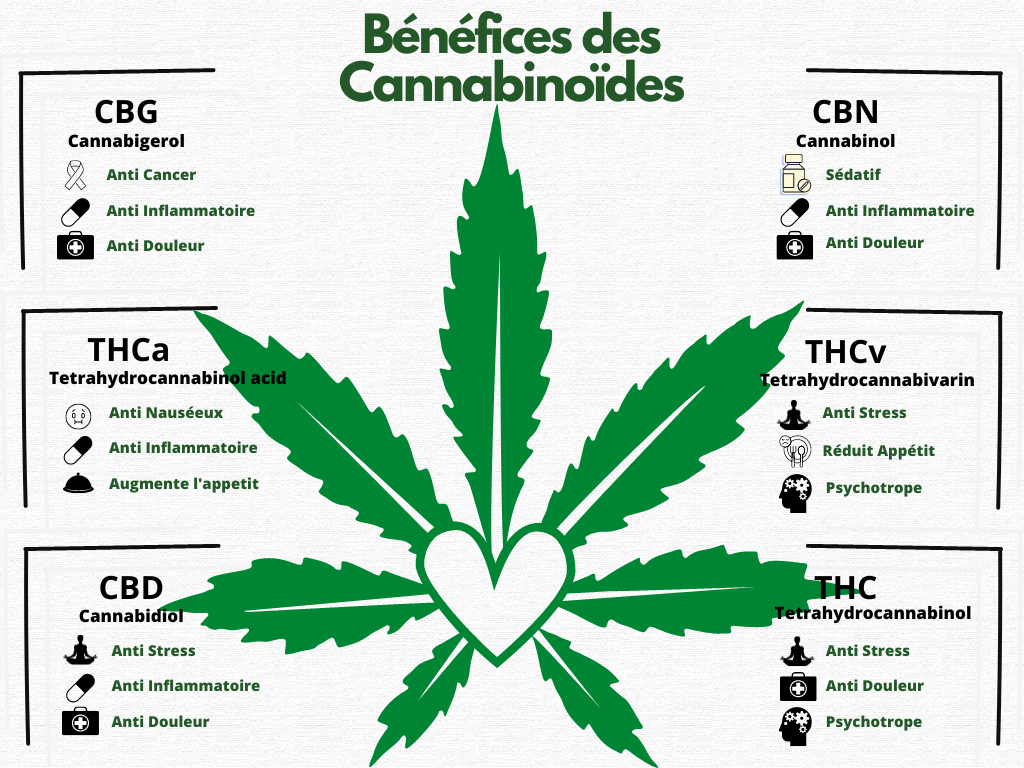 bénéfices cannabinoides