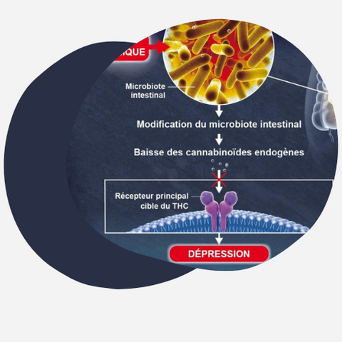 Le Microbiote Intestinal : Découverte des Mécanismes de la Dépression