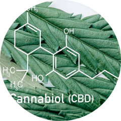 CBD cannabidiol