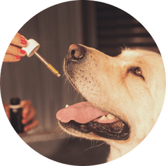 cbd pour chien