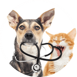 chat occlusion veterinaire