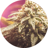 cannabis medical pour l'arthrose