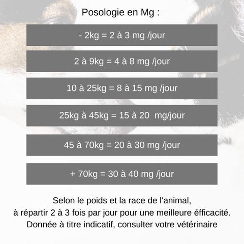 cbd dosage chien