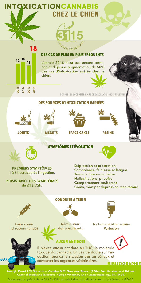 surdosage cannabis chez le chien