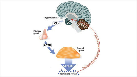 cbd stress cortisol