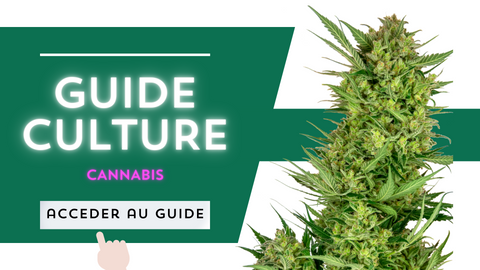 guide culture cannabis