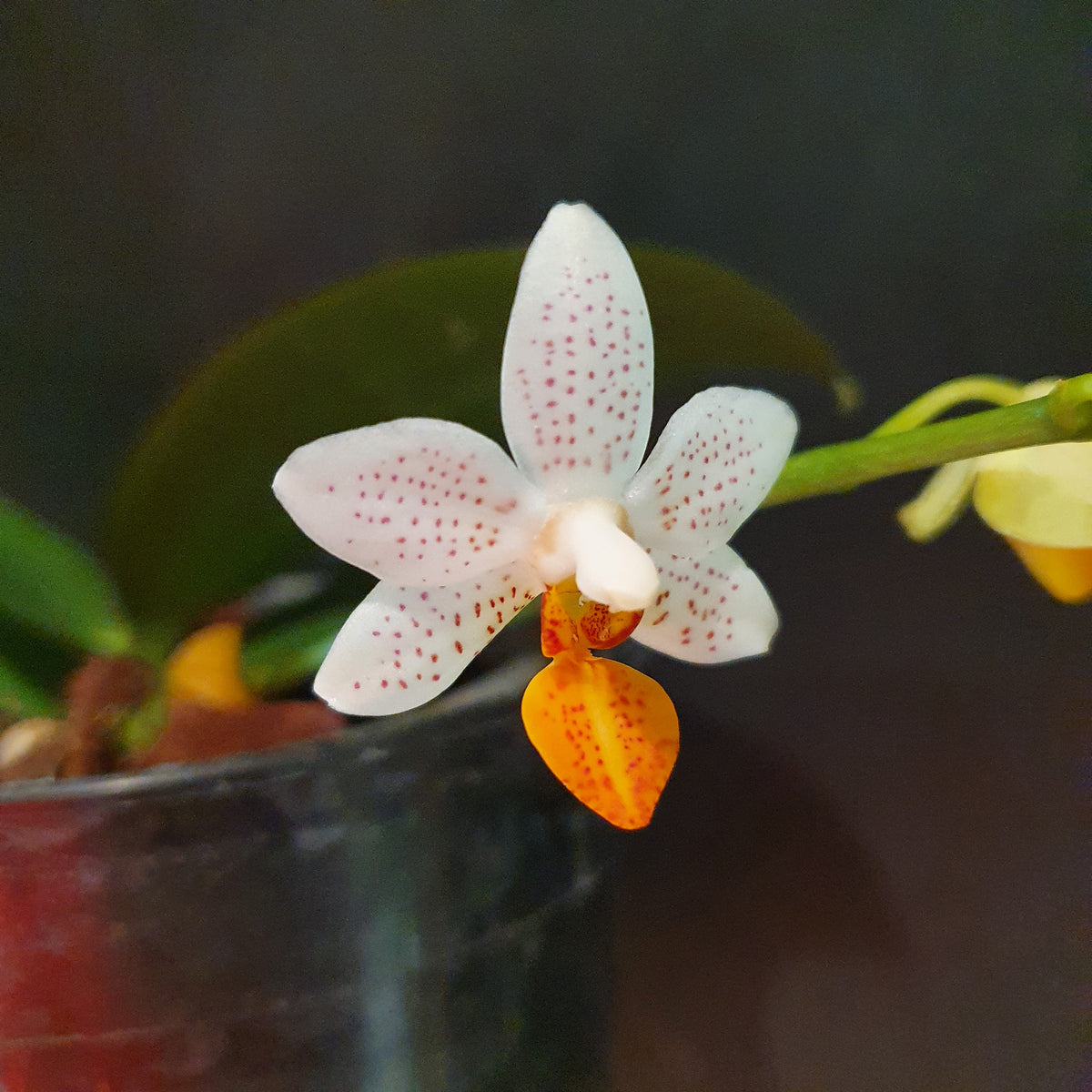 phalaenopsis mini mark