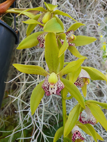 Orchidée cymbidium pendulaire dans un panier suspendu dans la véranda.