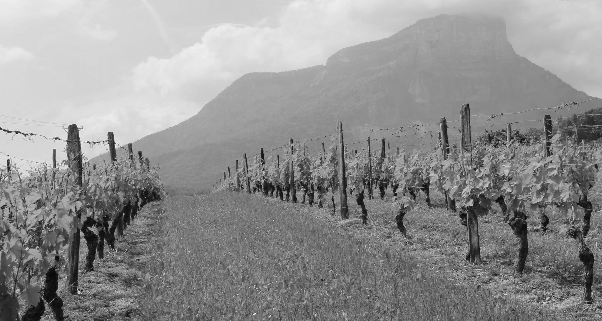 Domaine Dupraz Vines