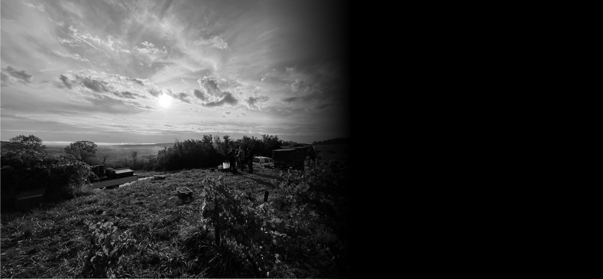 Vineyard Shot of Domaine du Cassiopee