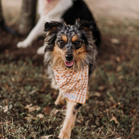 Lindy walks towards the camera