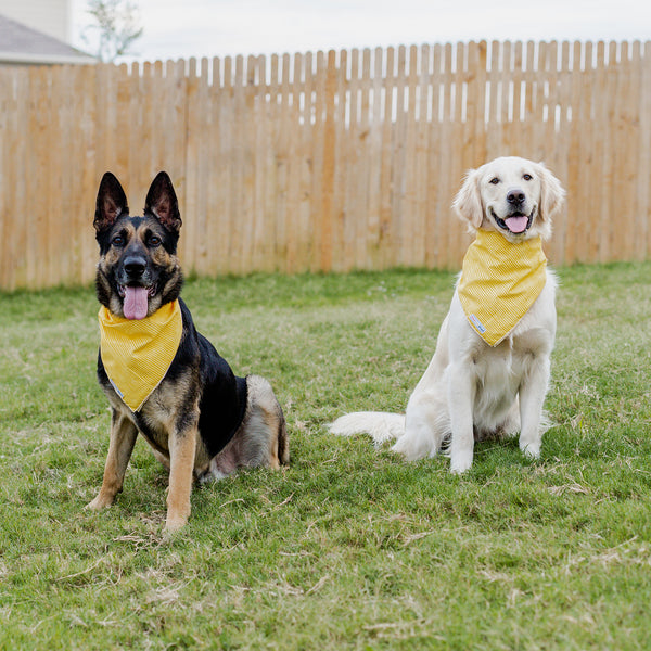 Forrest and Benelli in Yellow bandanas