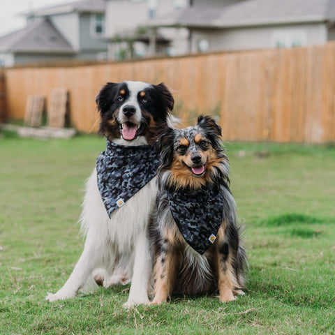 Lindy and Samba are Terrible Aussies in Camo Bandanas