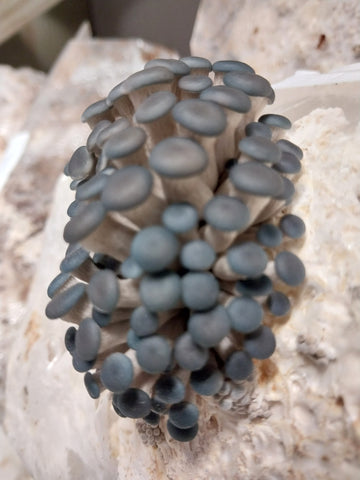 mushroom blue oyster pinning easy grow kit