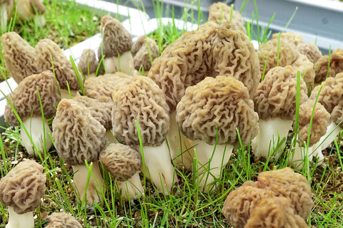 morel mushrooms growing indoors in tubs with grass