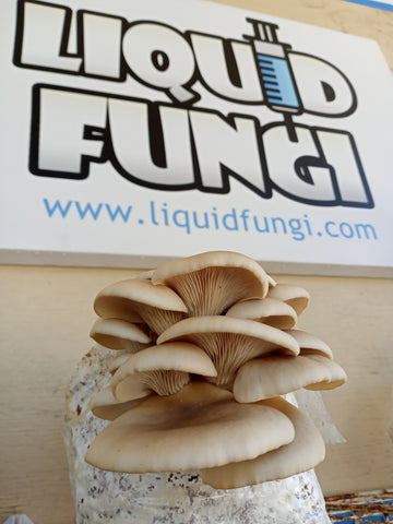 gourmet mushroom easy grow kit from liquid fungi