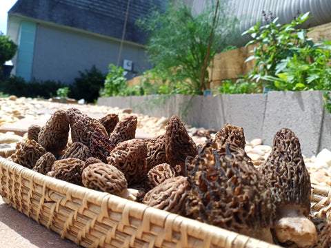 black morel mushrooms in a basket