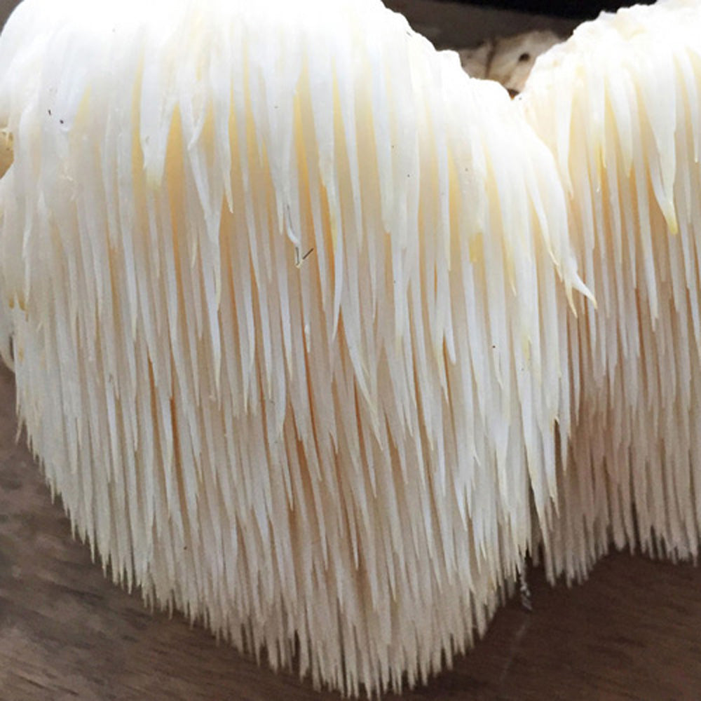 lions mane mushroom spore syringe