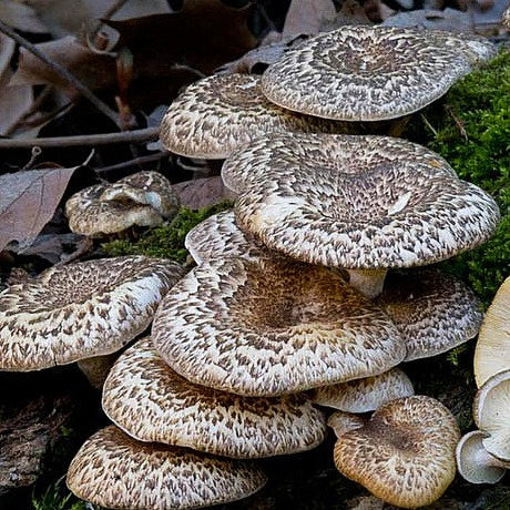 Dried Paddy Straw Mushrooms – Forest Mushrooms